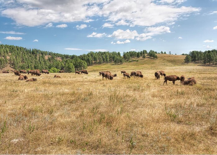 Landscape Greeting Card featuring the photograph Bison Grazing by John M Bailey