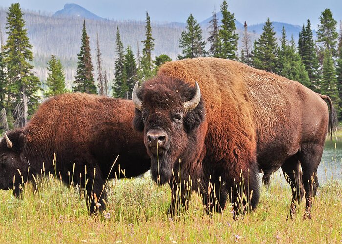 Bison Greeting Card featuring the photograph Bison by Greg Norrell