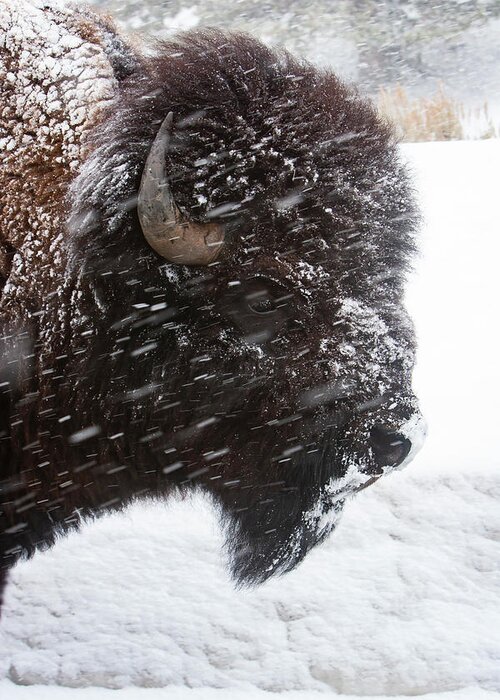 Bison Greeting Card featuring the photograph Bison in Snow by Mark Miller