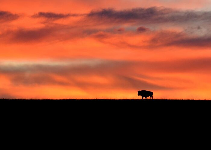  Greeting Card featuring the photograph Bison in the Morning Light by Keith Stokes