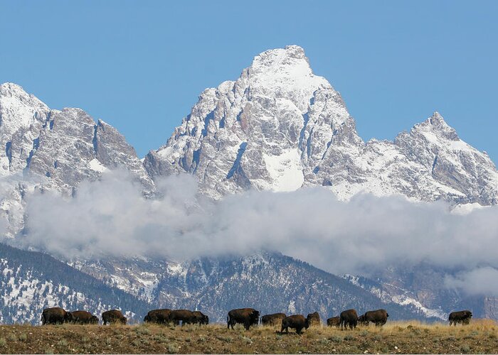 Bison Greeting Card featuring the photograph Bison in the Tetons by Wesley Aston