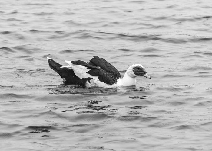Black And White Greeting Card featuring the photograph Black and White 12 by Jimmy McDonald