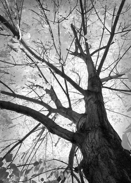 Black Greeting Card featuring the photograph Black and White Autumn Tree by James BO Insogna