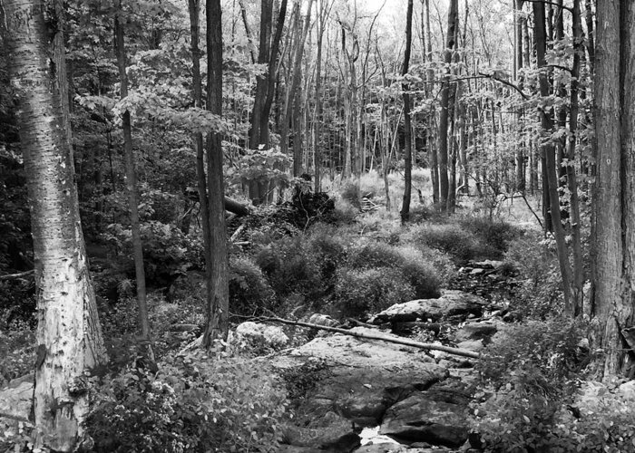 Forest Greeting Card featuring the drawing Black and White Babbling Brook by Jason Nicholas