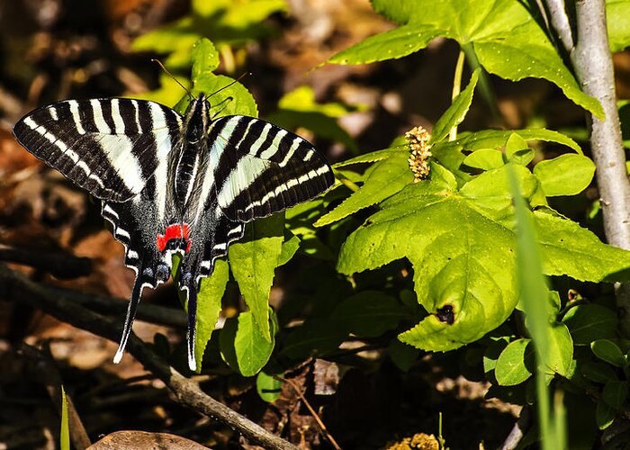 Nature Greeting Card featuring the photograph Black And White Butterfly by Michael Whitaker