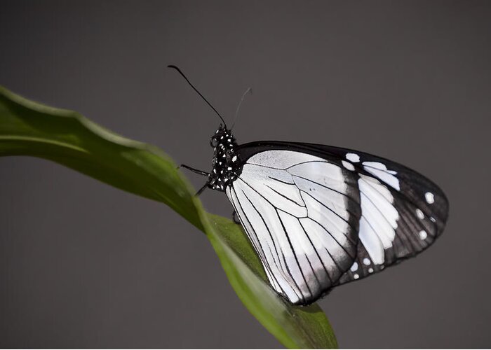 Pennysprints Greeting Card featuring the photograph Black and White Butterfly by Penny Lisowski