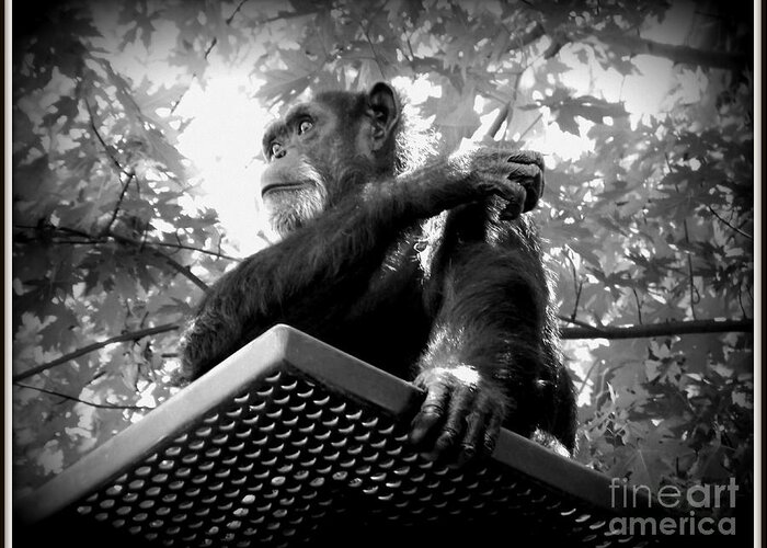 Black And White Greeting Card featuring the photograph Black and White Chimpanzee by Emily Kelley