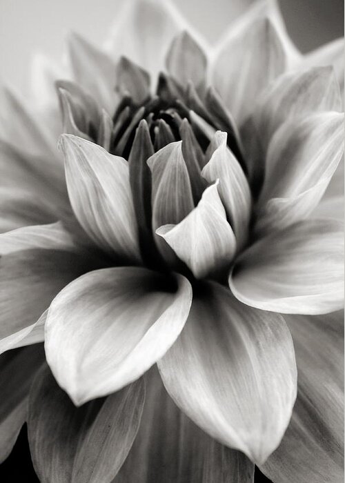 Bw Greeting Card featuring the photograph Black and White Dahlia by Danielle Miller