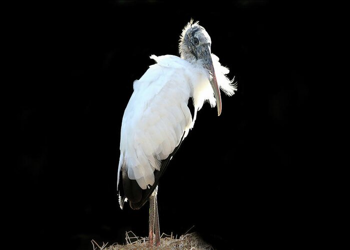 Wood Stork Greeting Card featuring the photograph Black and White by Donna Kennedy