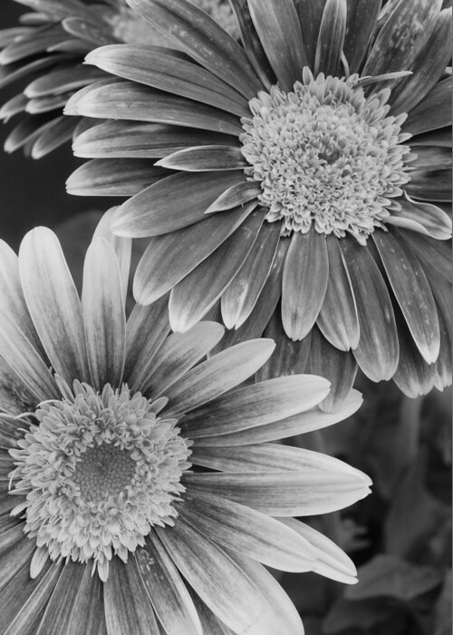 Flower Greeting Card featuring the photograph Black and White Gerber Daisies 2 by Amy Fose