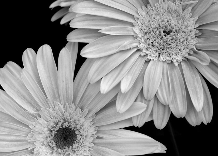 Flower Greeting Card featuring the photograph Black and White Gerbera Daisies 1 by Amy Fose