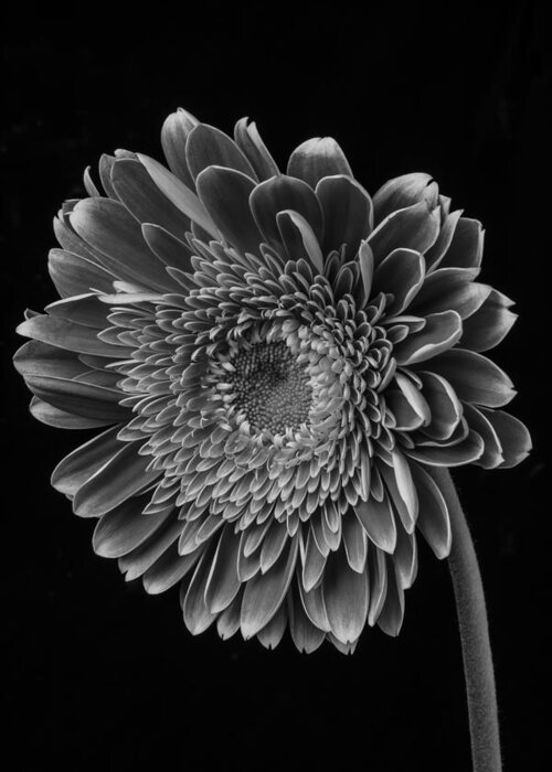 Black And White Greeting Card featuring the photograph Black And White Gerbera Daisy by Garry Gay