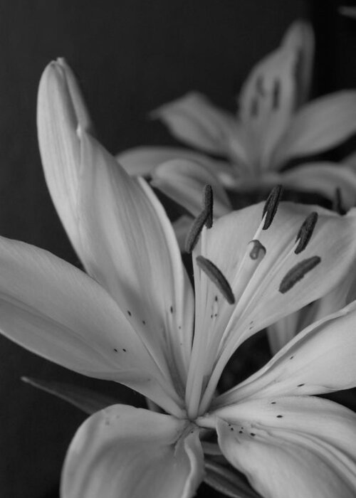 Flower Greeting Card featuring the photograph Black and White Lilies 2 by Amy Fose