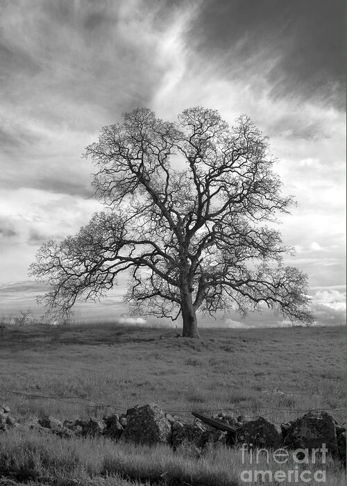 Landscape Greeting Card featuring the photograph Black and White Oak Tree by Richard Verkuyl
