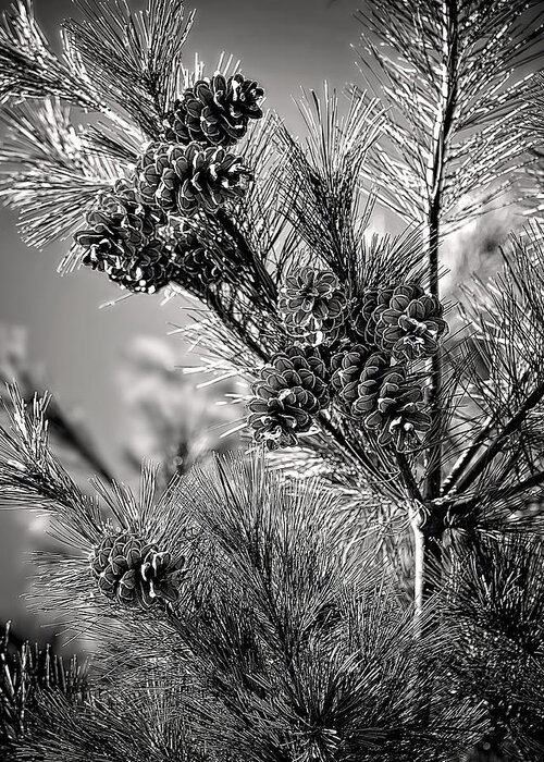Black And White Pine Tree Print Greeting Card featuring the photograph Black and White Pine Print by Gwen Gibson
