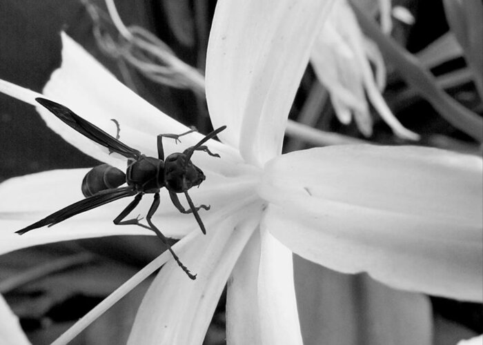 Wasp Greeting Card featuring the photograph Black and White Red Paper Wasp and Spider Lily by Christopher Mercer