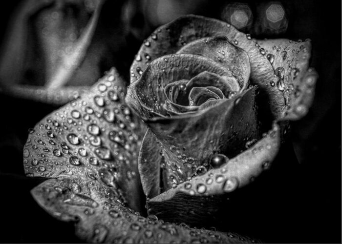 Rose Greeting Card featuring the photograph Black and White Rose by Lilia S