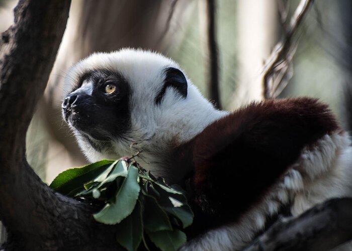 Animals Greeting Card featuring the photograph Black and White Ruffled Lemur by Wendy Carrington