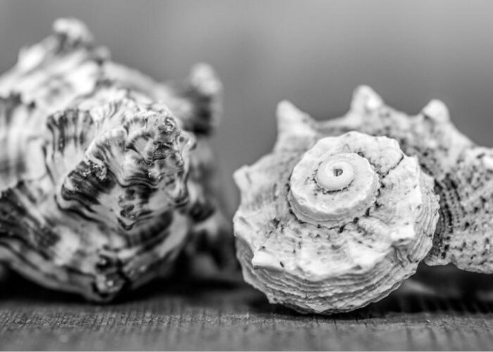 Shells Greeting Card featuring the photograph Black and White Shell Couple by Hermes Fine Art