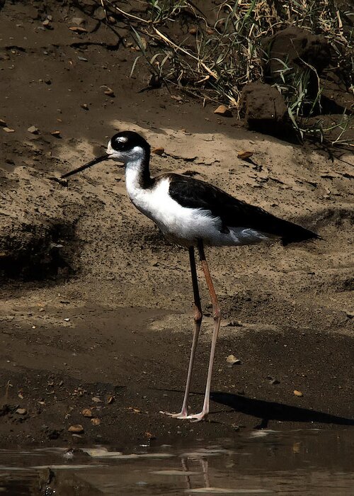 Stilt Bird Greeting Card featuring the photograph Black and White Stilt by Jessica Levant