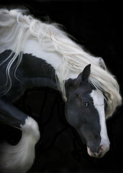 Equine Greeting Card featuring the photograph Black and White Study V by Terry Kirkland Cook