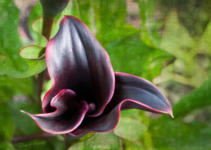 Black Calla Lily Greeting Card featuring the photograph Black Beauty by Terri Harper