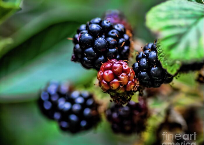 Berries Greeting Card featuring the photograph Black Berries by Shirley Mangini