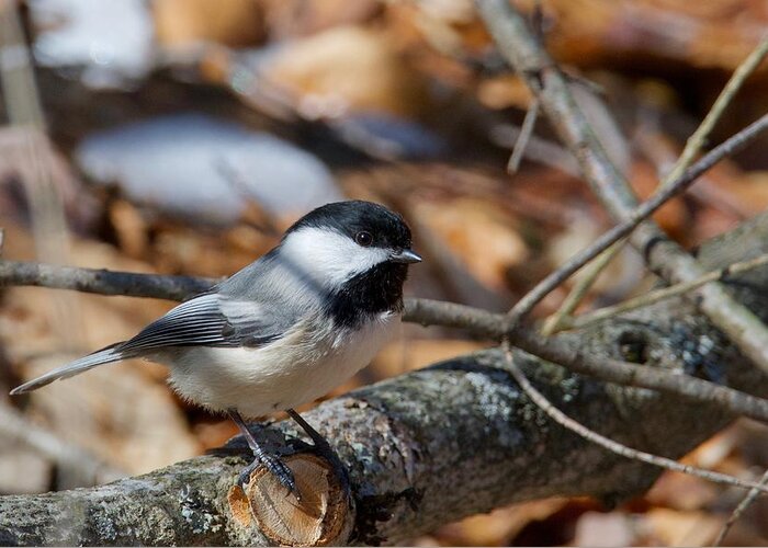 Black-capped Greeting Card featuring the photograph Black-capped Chickadee 0571 by Michael Peychich