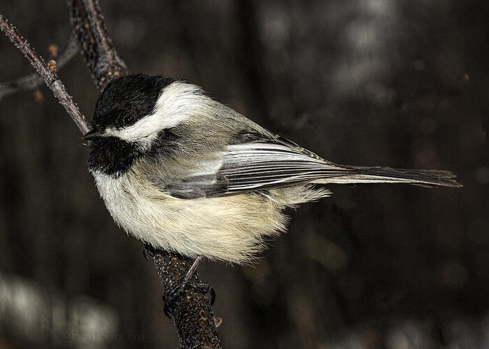 Bird Greeting Card featuring the photograph Black-Capped Chickadee by Fred Denner