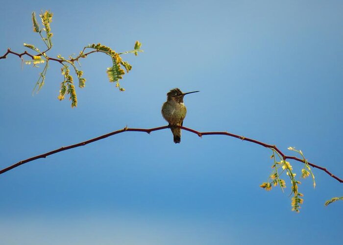 Hummingbird Greeting Card featuring the photograph Black-Chinned Hummingbird on Mesquite by Judy Kennedy