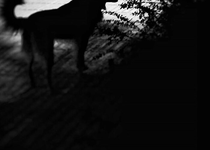 Blackandwhite Greeting Card featuring the photograph Black Chuvak
#dogs #dogsofinstagram by Rafa Rivas