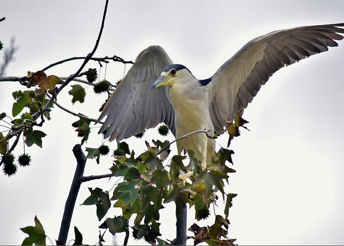 Linda Brody Greeting Card featuring the photograph Black Crowned Night Heron 1 by Linda Brody