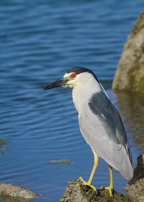 Mark Miller Photos Greeting Card featuring the photograph Black-crowned Night Heron by Mark Miller