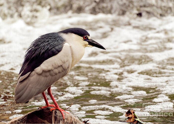 Heron Greeting Card featuring the photograph Black crowned night heron portrait by Sam Rino