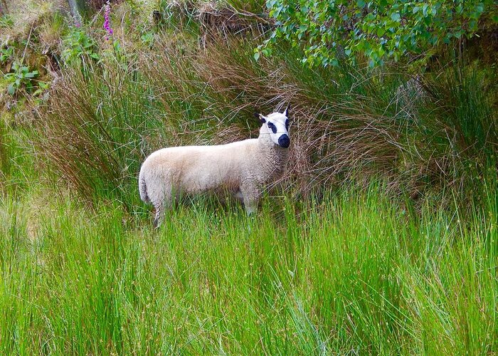 Ireland Sheep Greeting Card featuring the photograph Black eyed sheep by Sue Morris