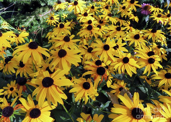 Flower Greeting Card featuring the photograph Black Eyed Susan by Cindy Murphy - NightVisions