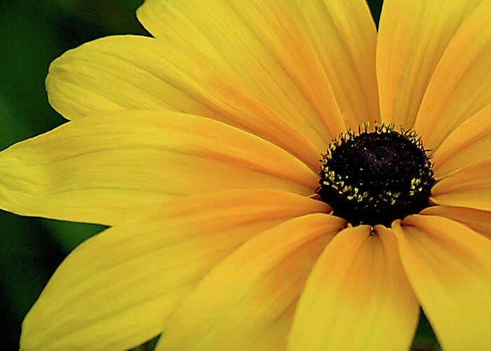 Black-eyed Susan Greeting Card featuring the photograph Black-eyed Susan by Robert Suggs