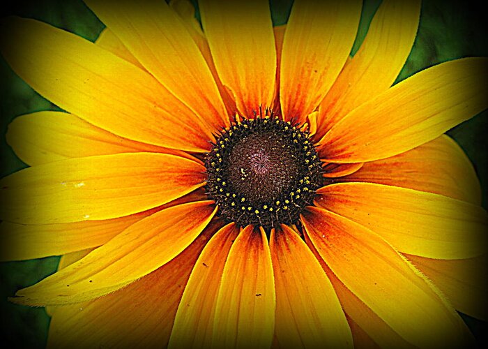 Black Eyed Susan Greeting Card featuring the photograph 'Black Eyed Susan' by Suzanne DeGeorge