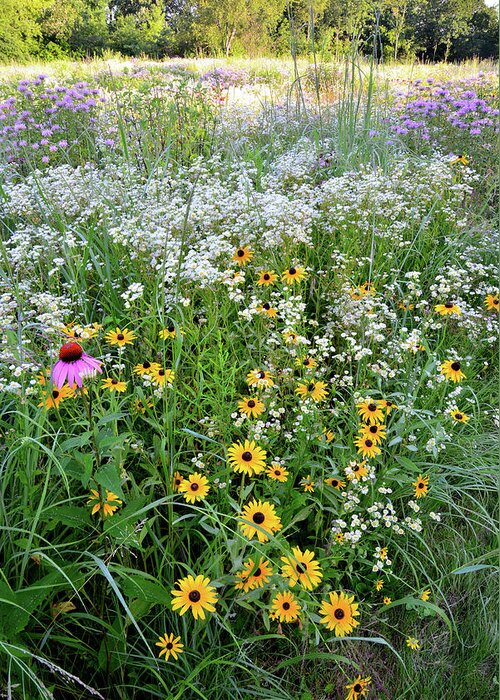 Mchenry County Conservation District Greeting Card featuring the photograph Black Eyed Susans and Company by Ray Mathis