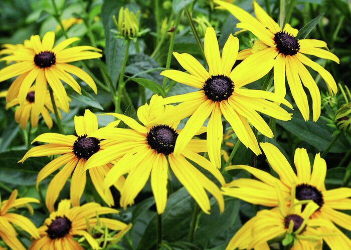 Daisies Greeting Card featuring the photograph Black Eyed Susans- Fine Art Photograph by Linda Woods by Linda Woods