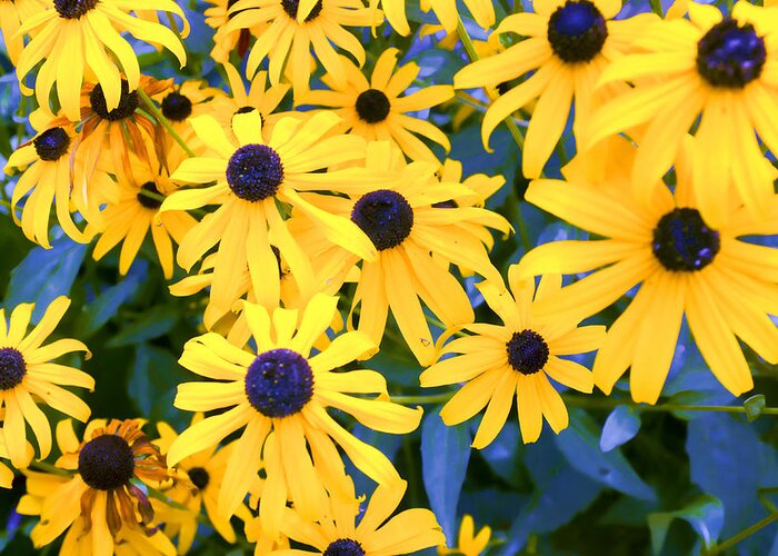 Aster Greeting Card featuring the photograph Black Eyed Susans by Hugh Smith