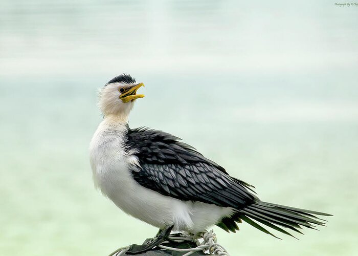 Black Faced Cormorant Greeting Card featuring the photograph black faced Cormorant 02 by Kevin Chippindall