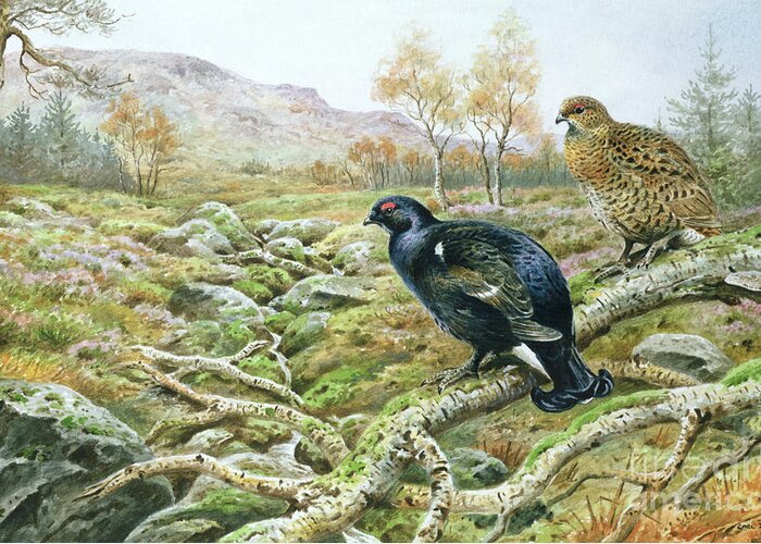 Black Grouse On A Moor Greeting Card featuring the painting Black Grouse on a Moor by Carl Donner