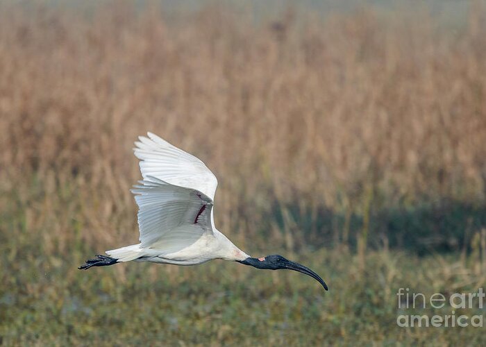 National Park Greeting Card featuring the photograph Black-headed Ibis 01 by Werner Padarin
