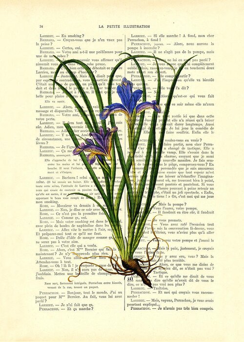 Black Iris Greeting Card featuring the digital art Black iris antique illustration on Dictionary page by Madame Memento