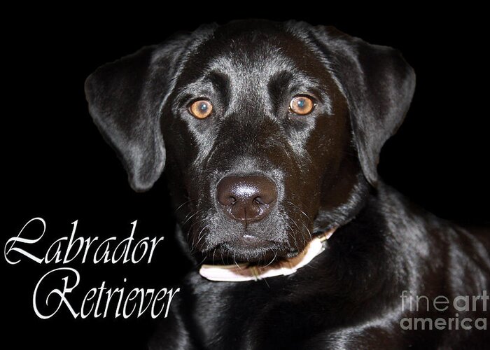 Labrador Retriever Greeting Card featuring the photograph Black Labrador Retriever Portrait by Cathy Beharriell