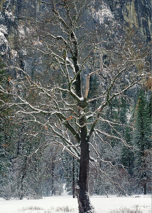 Black Oak Greeting Card featuring the photograph Black Oak Quercus Kelloggii With Dusting Of Snow by Dave Welling