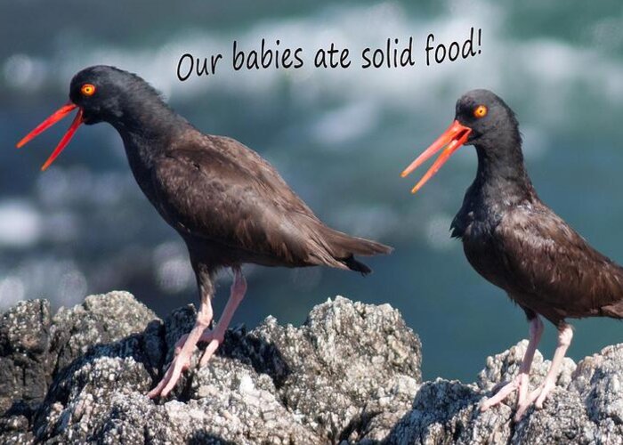  Greeting Card featuring the photograph Black Oyster Catcher says Our Babies ate Solid Food by Sherry Clark