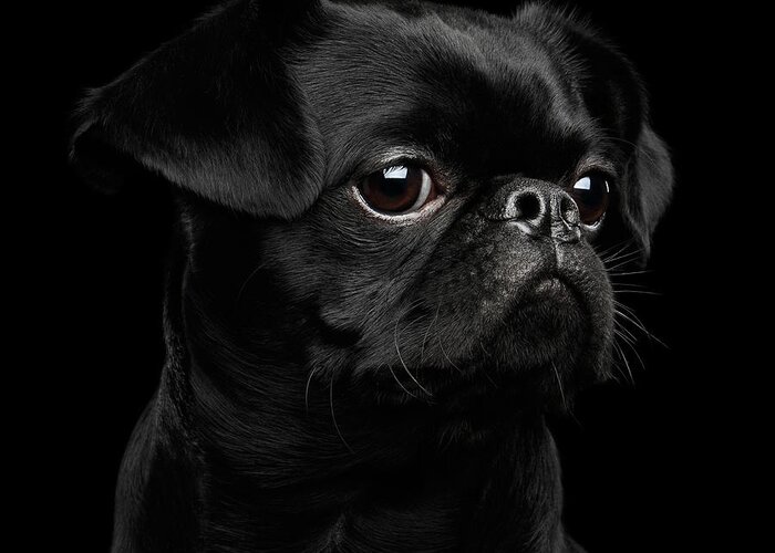 Dog Greeting Card featuring the photograph Black petit brabanson by Sergey Taran