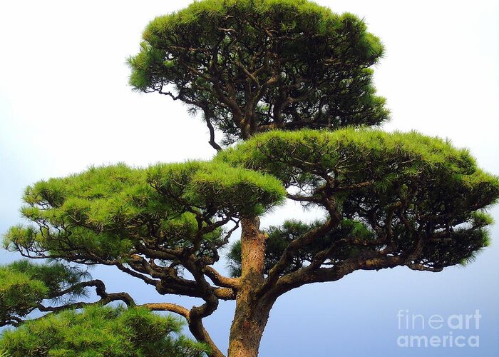 Foliage Greeting Card featuring the photograph Black Pine Japan by Susan Lafleur